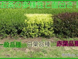 品種茶専門店　心向樹紹介画像