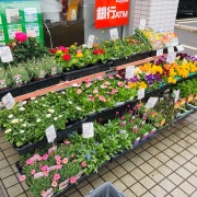 毎度ご好評いただいているファミリーマート西武園西店の花苗販売開始致しました！毎回旬の花が並んでおります☺