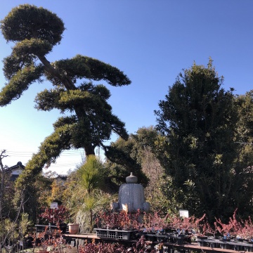 和風庭園・枯山水・石庭・坪庭