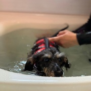小型犬ならお風呂でもウォーターセラピーできます。
膝蓋骨脱臼の進行予防なので1年を通して泳ぎます。継続は力なり！
